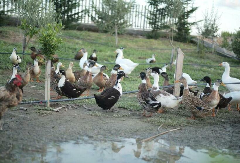 אתר נופש Natyra E Ishullit, Lezhe ,ishull Shengjin, Lezhe, Alessio, Shengjin