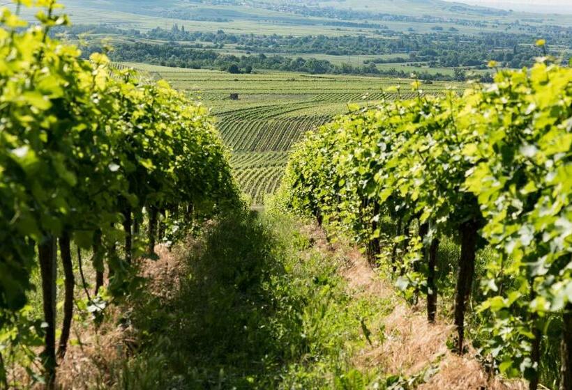 פנסיון Gästehaus Schmitt