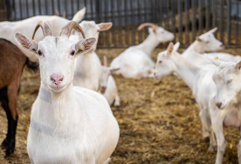 호텔 Agriturismo Why Farm