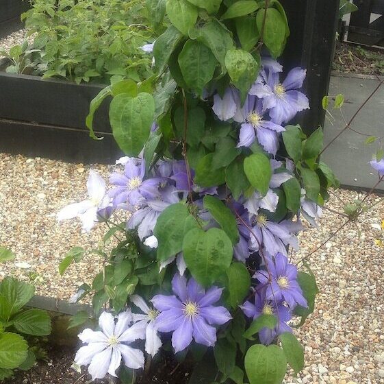 Cambridge Coach House