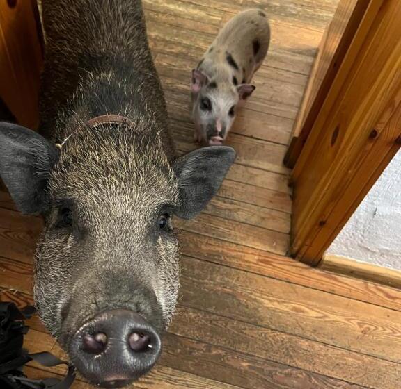 Отель La Grange Animal Chic