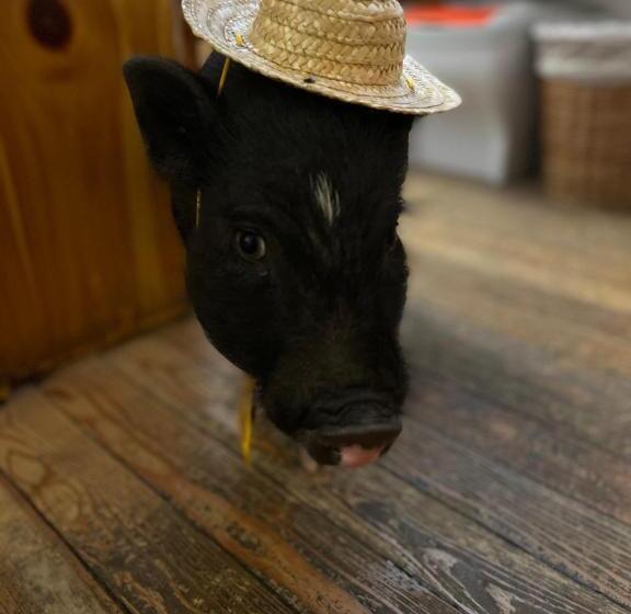 Отель La Grange Animal Chic