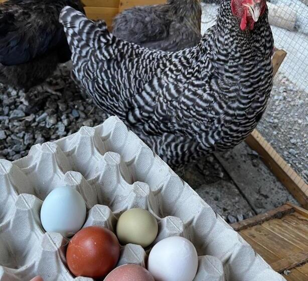 Отель La Grange Animal Chic