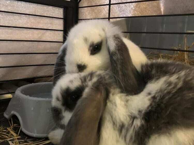 Отель La Grange Animal Chic