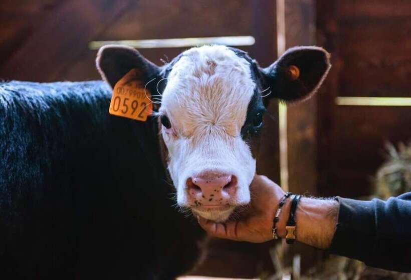 Отель La Grange Animal Chic