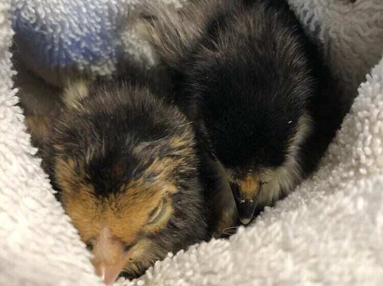 Отель La Grange Animal Chic