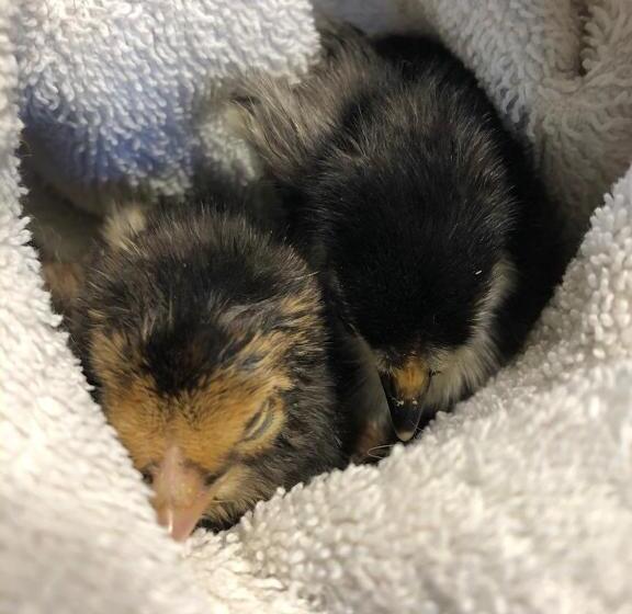 Отель La Grange Animal Chic