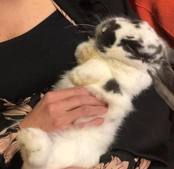 Отель La Grange Animal Chic