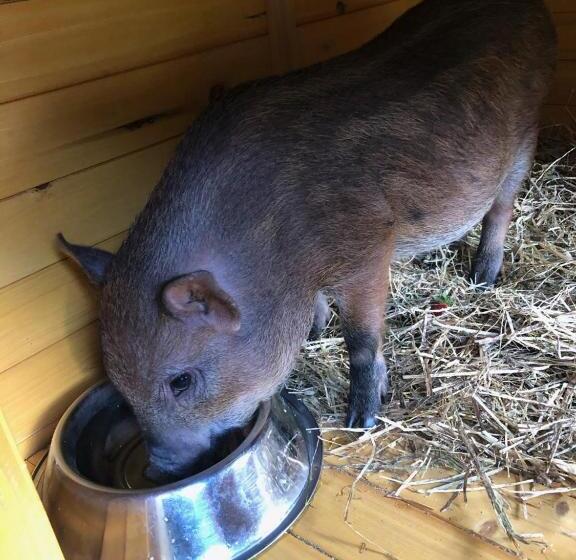 Отель La Grange Animal Chic