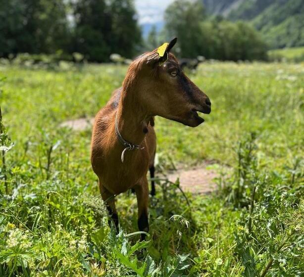 Отель La Grange Animal Chic