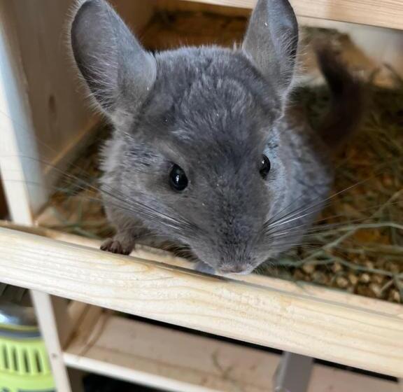 Отель La Grange Animal Chic