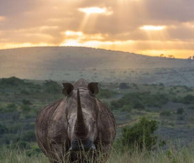 בית מלון כפרי Shamwari Long Lee Manor