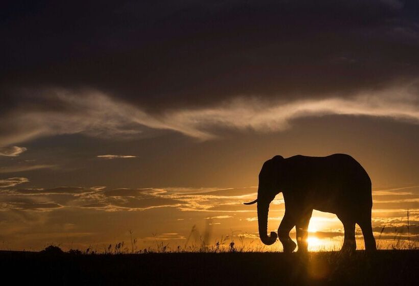 ホテル Shamwari Long Lee Manor