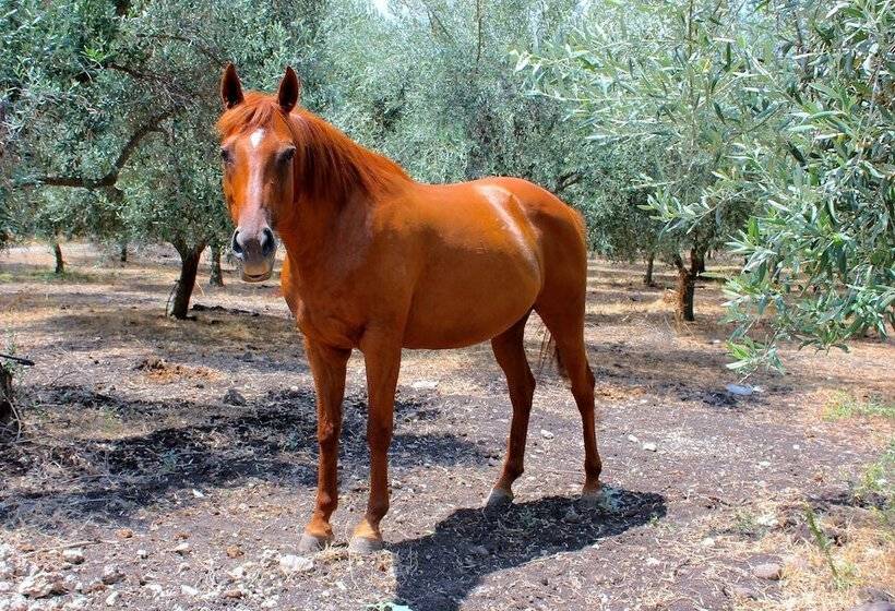 فندق Agriturismo Roccadia