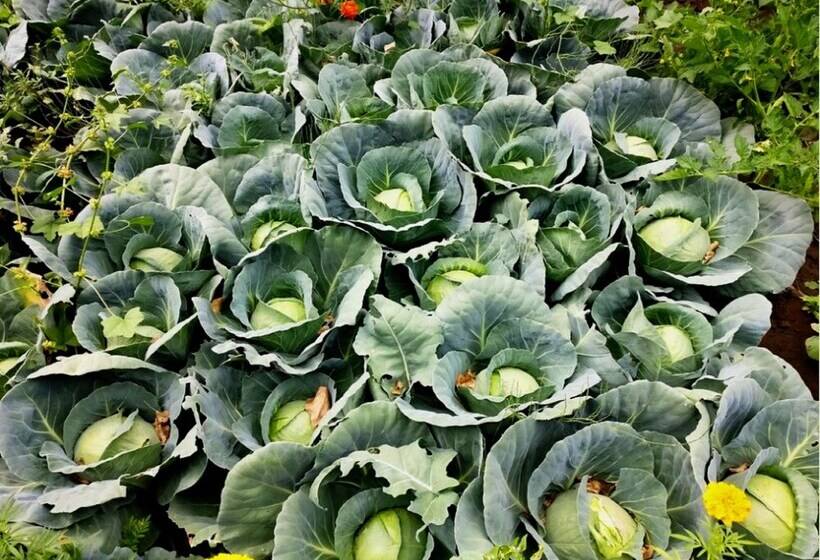 ホテル Tih Mystique Meadows Camp