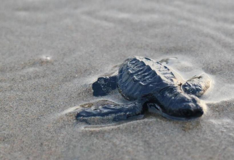 ホテル Zihua Express