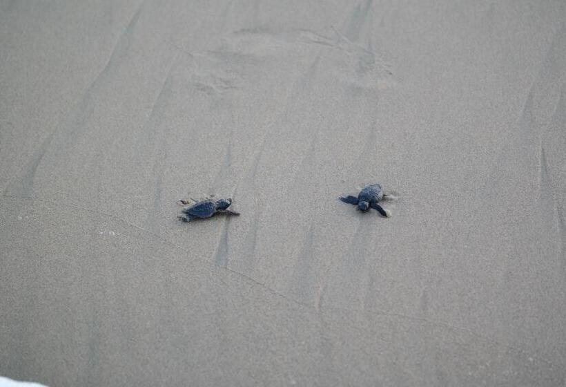 ホテル Zihua Express