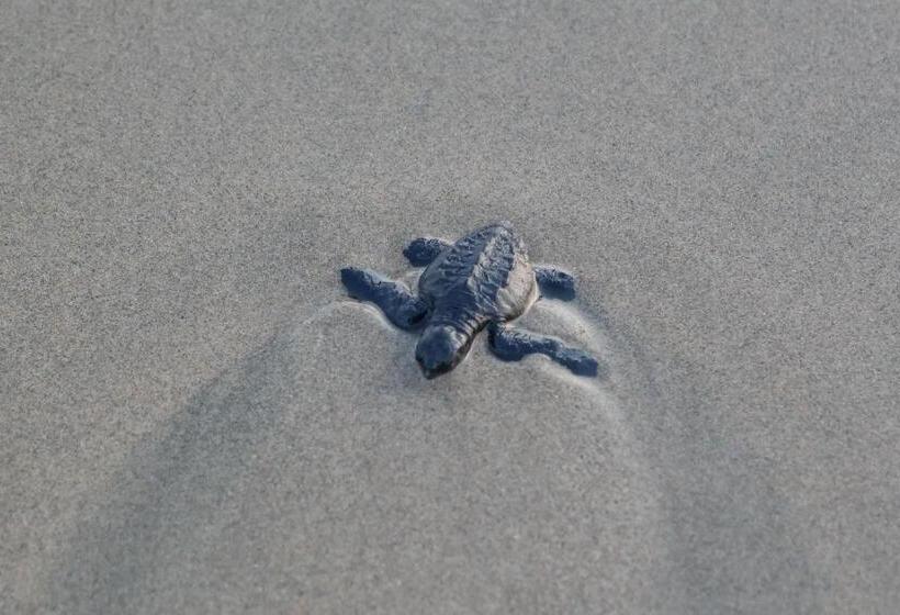 ホテル Zihua Express