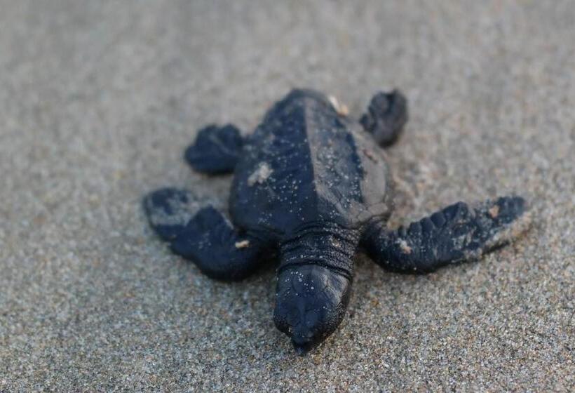 ホテル Zihua Express