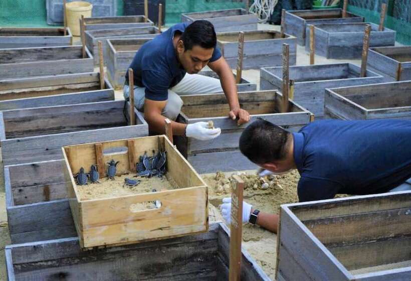 Resort Otel Six Senses Con Dao   Turtle Island Paradise