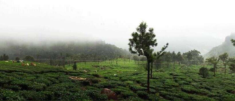 Wild Elephant Eco Friendly Resort