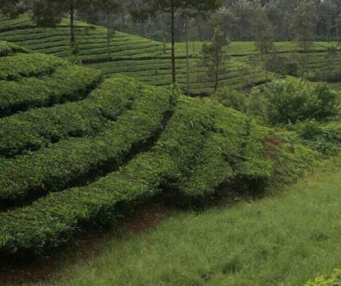 Wild Elephant Eco Friendly Resort