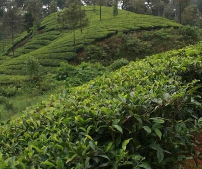 Wild Elephant Eco Friendly Resort