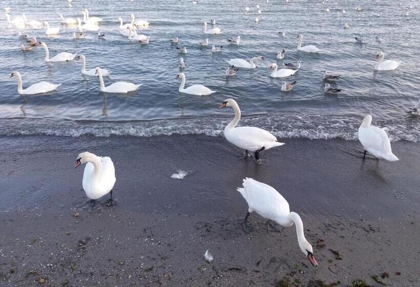 פנסיון Casa Ella