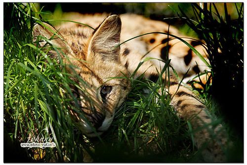 ホテル African Safari Lodge