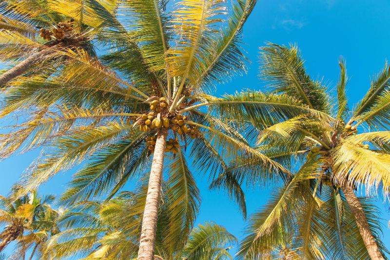 فندق Cristal Resort