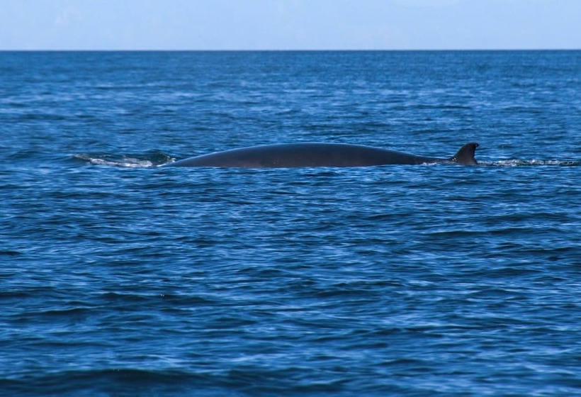 ホテル Hospedaje Mulege