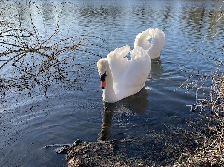 בית מלון כפרי Hôtel De L Ile Du Saussay