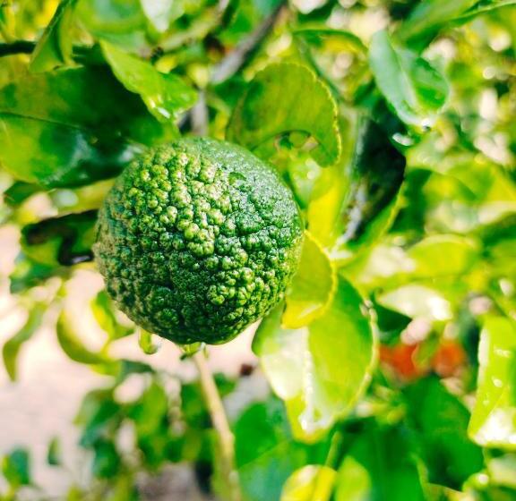 펜션 Achayans Homestay Mararikulam