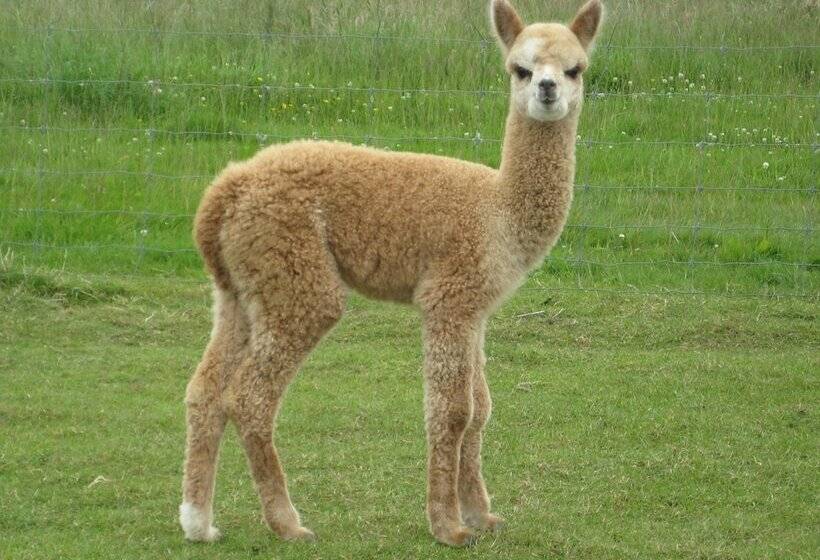 755 Regal Court Motel