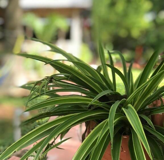 فندق صغير Yaxche Centro Hostal Y Camping