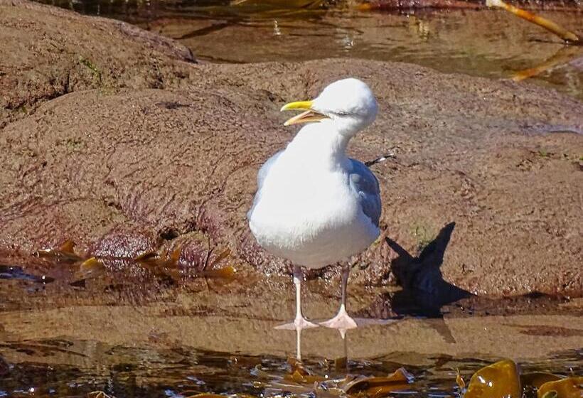 Отель Pennan Inn Bnb &gallery