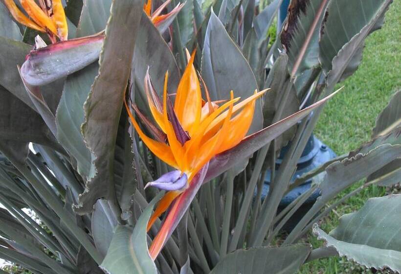 فندق Playa Cristal