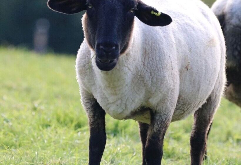 فندق The Vobster Inn