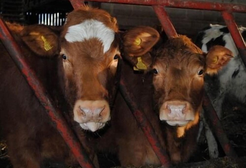 בית מלון כפרי Whashton Springs Farmhouse B&b