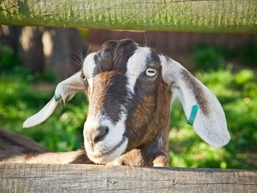 Huntstile Organic Farm