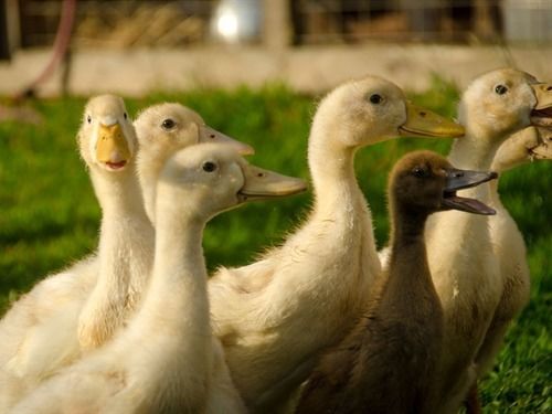 Huntstile Organic Farm