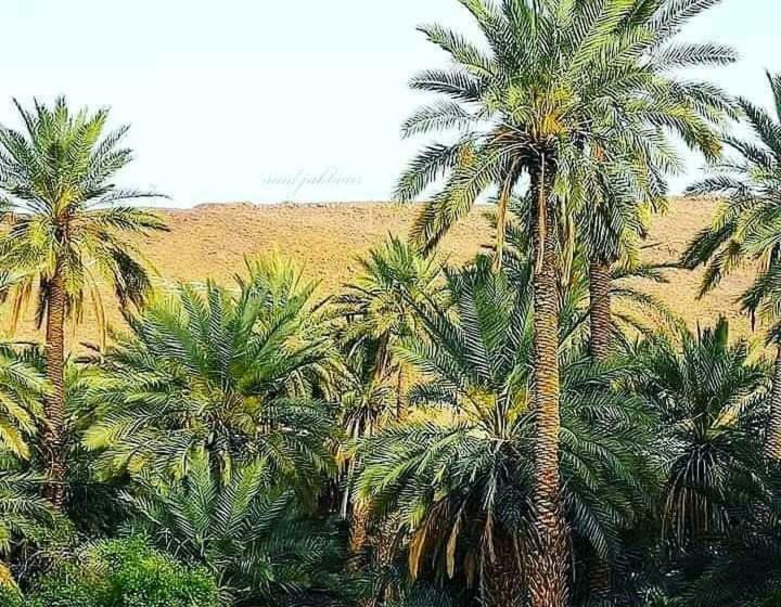 بنسيون Dar Lhor