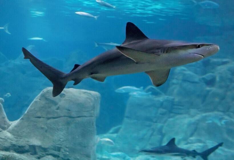 Hotel Crowne Plaza Florya Istanbul, An Ihg