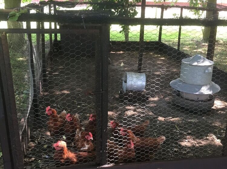 ホテル Dawn Chorus Holidays