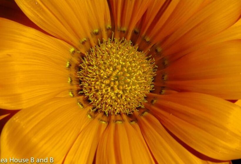 Lea House Bed And Breakfast