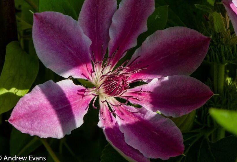 Lea House Bed And Breakfast