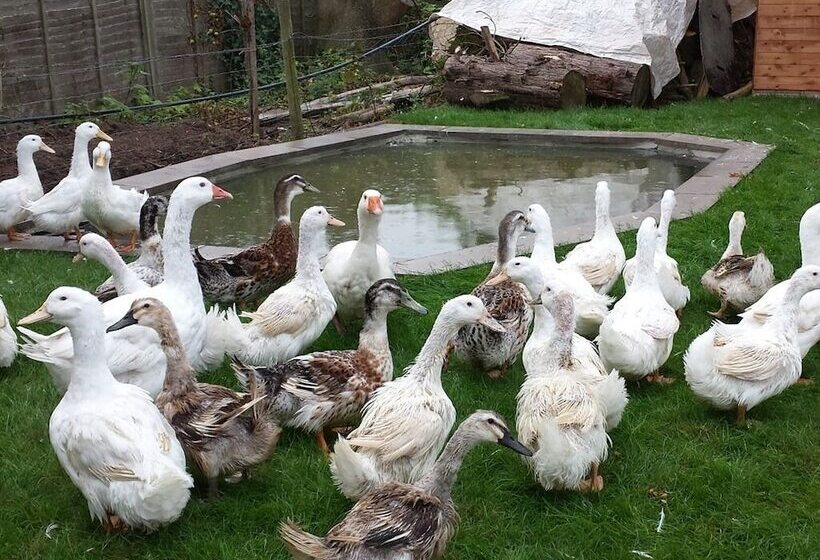 New Barn Cottage B&b