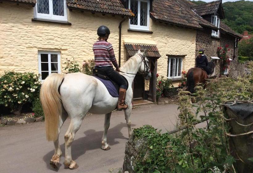 膳宿费 Exmoor Owl & Hawk Centre