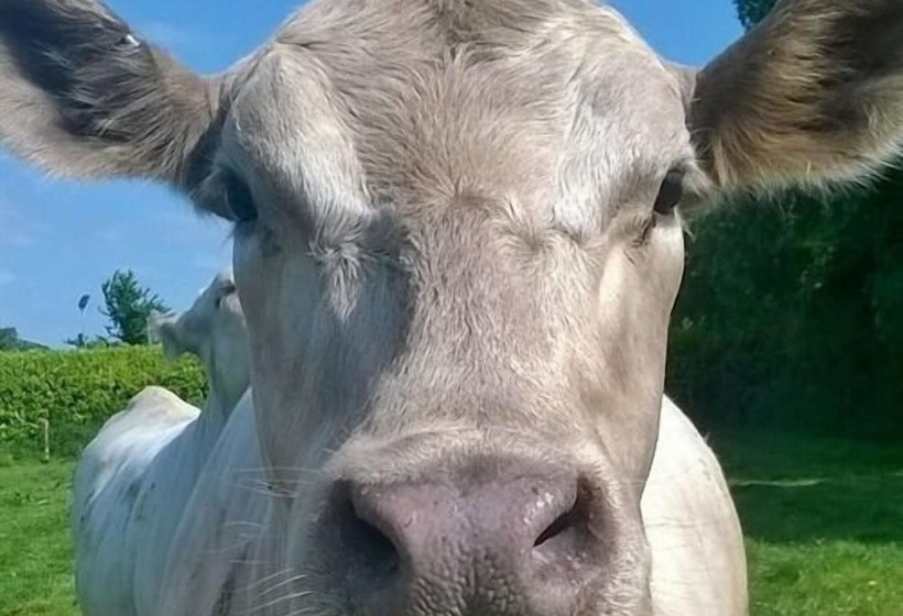 Battens Farm Cottages B&b