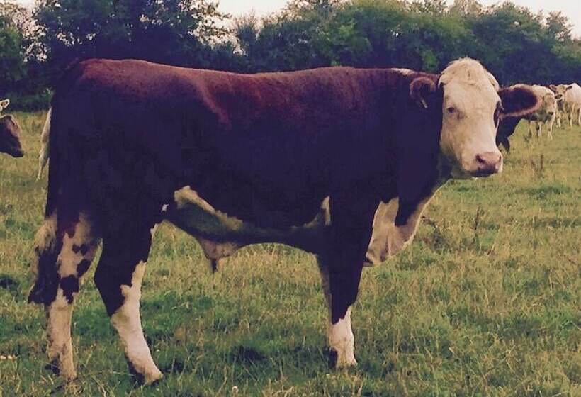 Battens Farm Cottages B&b